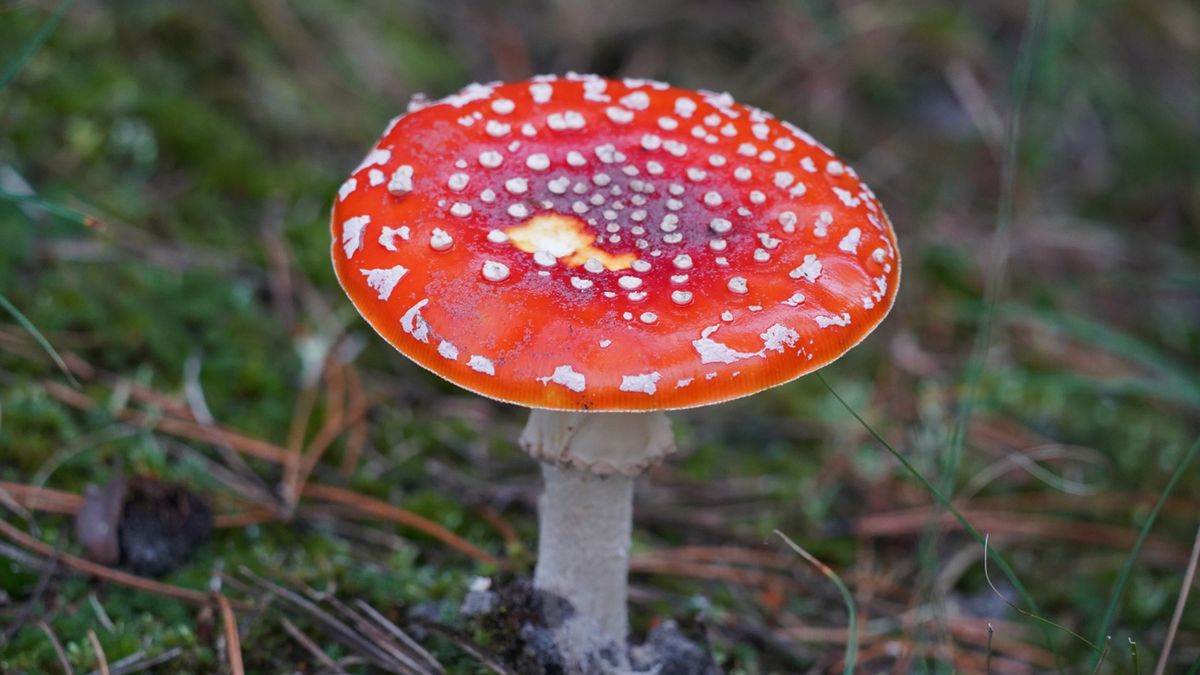 Sanepid zaostrza zasady dot. suszu z muchomora