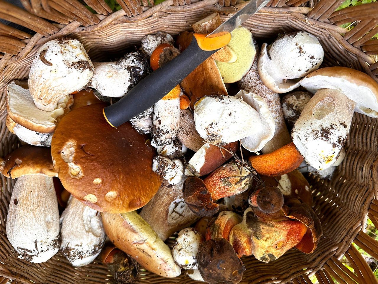 Małopolska: Gdzie na grzyby jesienią? Mapa z miejscami dla grzybiarzy