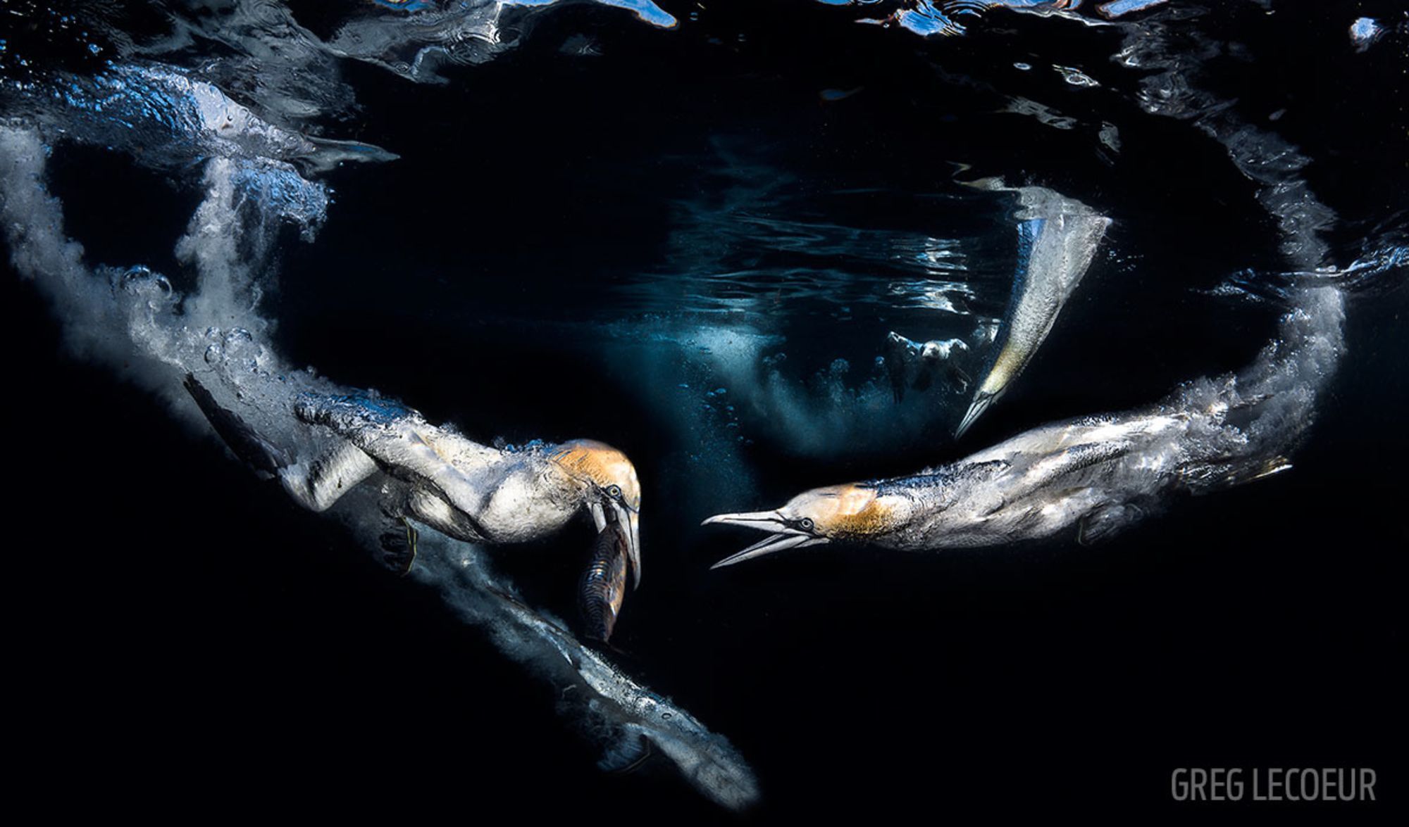 Laureaci Underwater Photo Contest odkrywają przed nami ogrom piękna podwodnych głębin 2