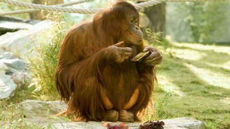 Orangutan fotograf gwiazdą Internetu 1