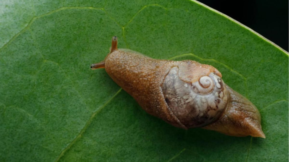Bezmuszlowe ślimaki mają wiele zalet. Chronią przed bakteriami, a nawet nowotworami