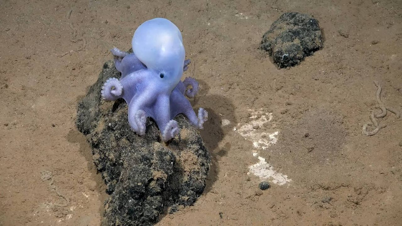 Underwater discovery off the coast of Chile