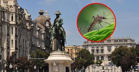Groźne komary dotarły do Portugalii. Kraj ostrzega
