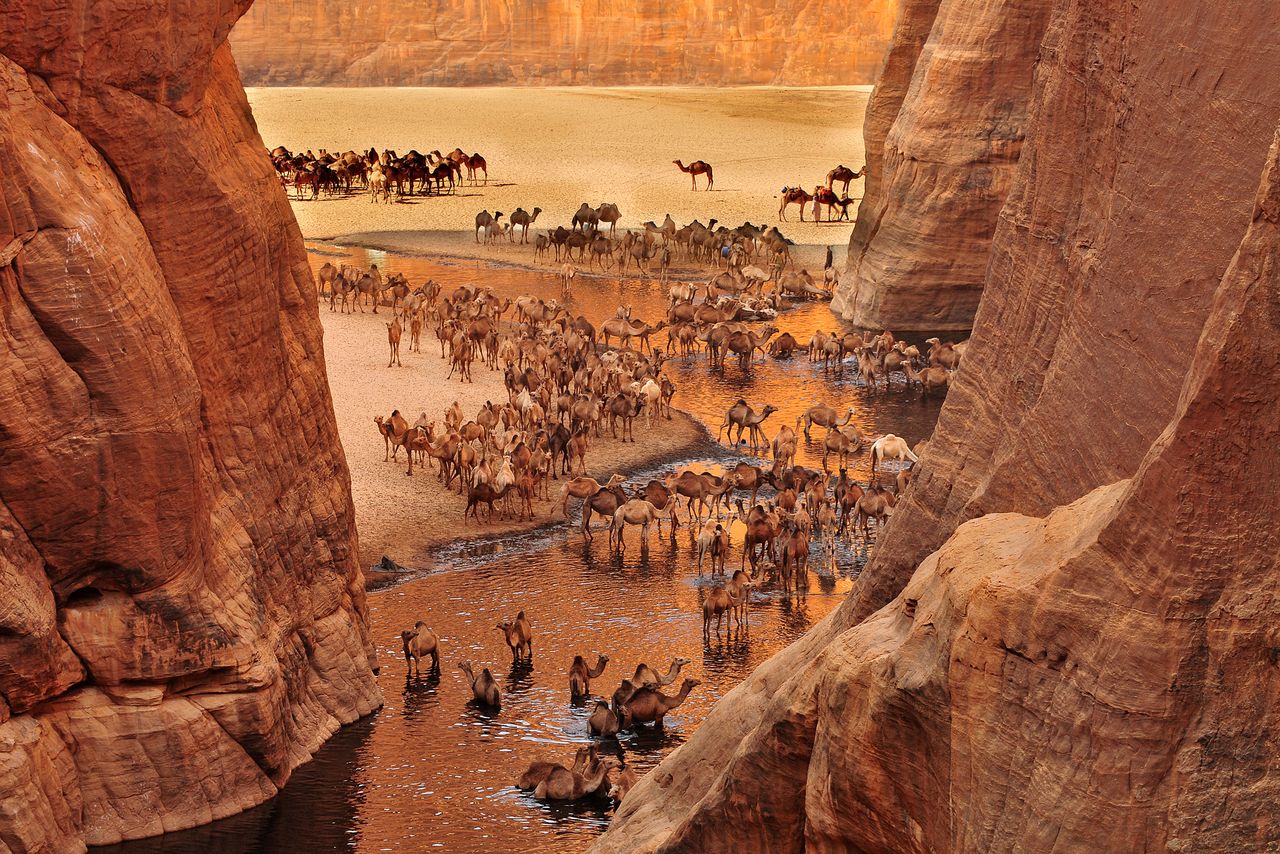 Saudi Arabia embraces camel heritage with new committee initiative