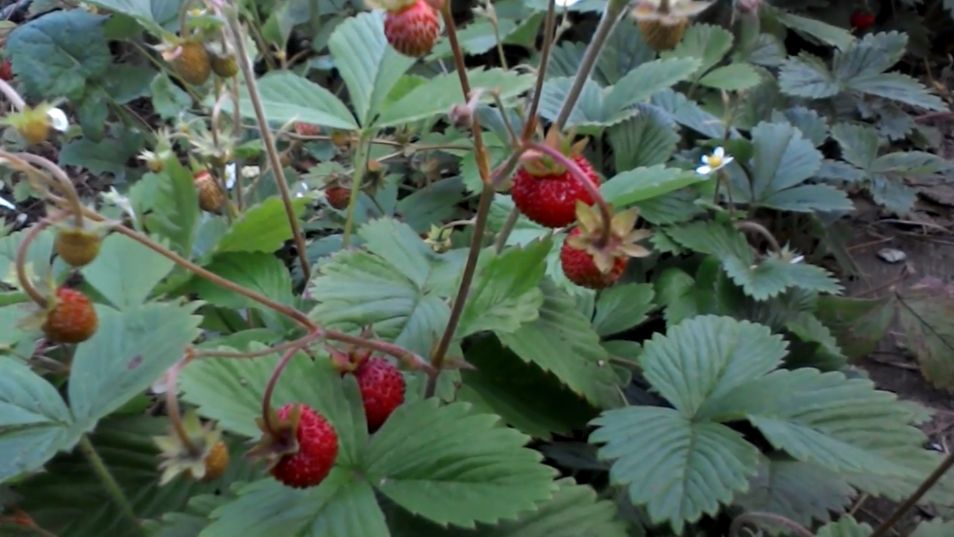 Poziomka pospolita rośnie w strefie klimatu umiarkowanego