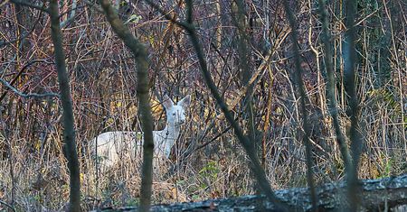 Niezwykły widok na Podlasiu. Fotograf miał wielkie szczęście