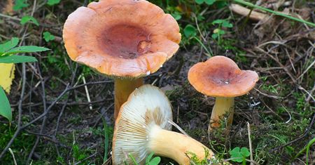 Zamiast zbierać, grzybiarze po nich depczą. Te grzyby można jeść nawet na surowo