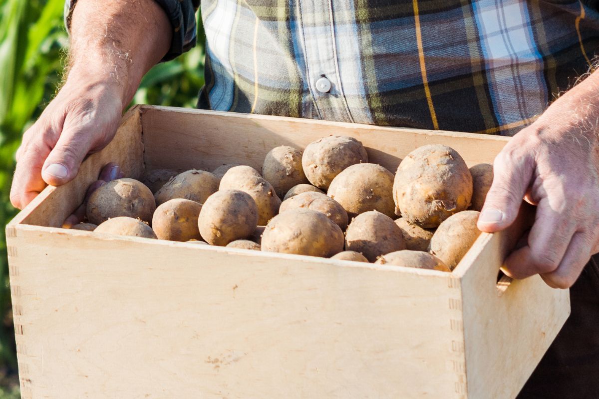 How to store potatoes?