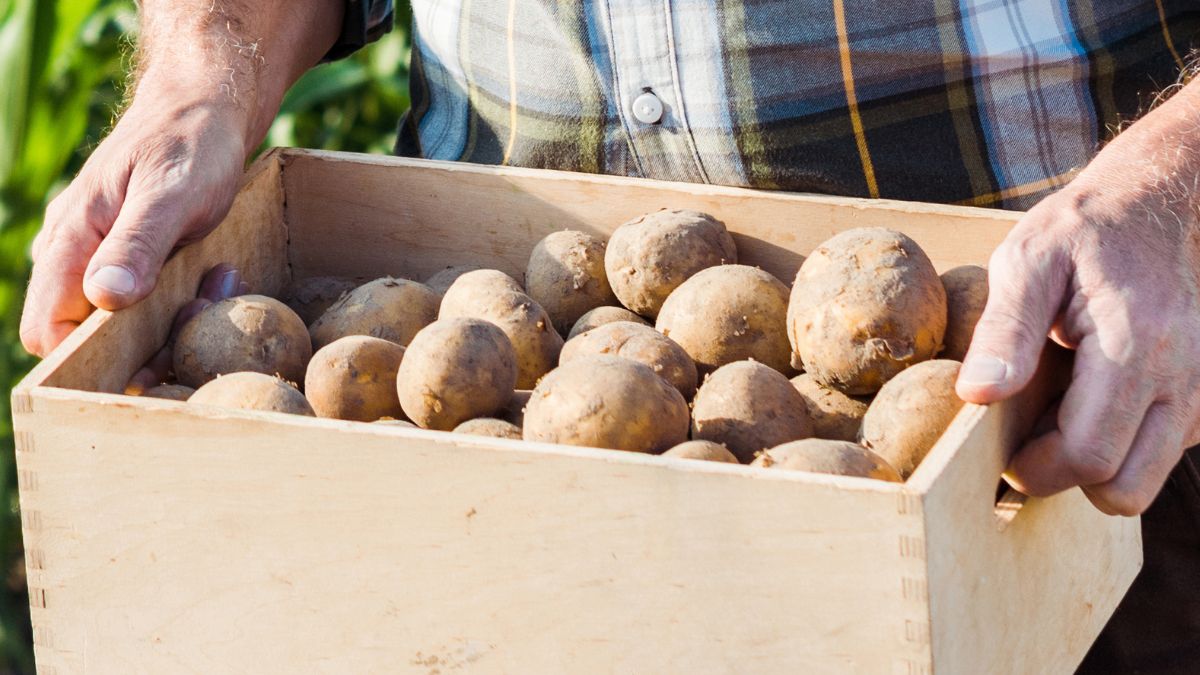 Jak przechowywać ziemniaki?