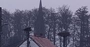 Bieniowice: Bocian wrócił wcześniej niż rok temu. Wiosna coraz bliżej