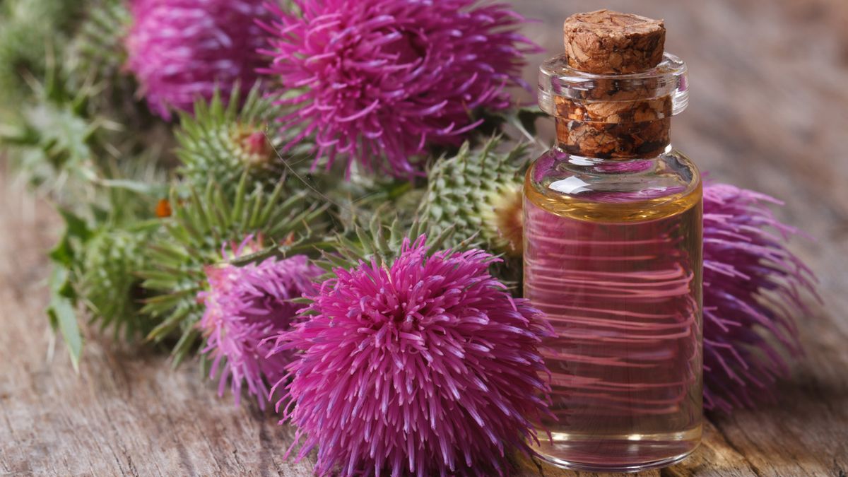 Łopian to pospolity surowiec zielarski.