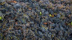 Zbijają cholesterol, chronią serce. Skarby natury zawierają silny antyoksydant