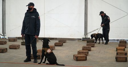 Koronawirus w Polsce. Zamiast testu... pies. Czworonogi ze skarbówki pomogą w wykrywaniu wirusa