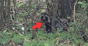 Kogo my tu mamy?". Leśnicy wrzucili zdjęcie. "Gatunek obcy"