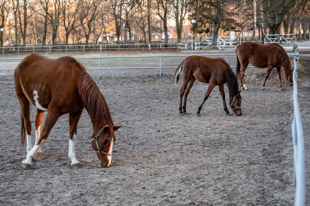 Stadnina koni w Janowie Podlaskim. "To, czym karmią konie, woła o pomstę do nieba"