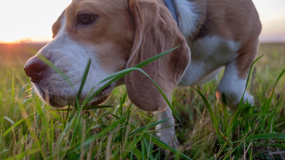 Beagle dog eats green grassBeagle dog eats green grass during an evening walk at sunsetBeagle, dog, pet, animal, face, big, plan, eating, grass, green, fresh, vitamins, nutrition, treatment, evening, walk, fall, sunset, sky, sun, sunlight, chewing, nipping, grazing, white, black, brown, nature, purebred, hunter