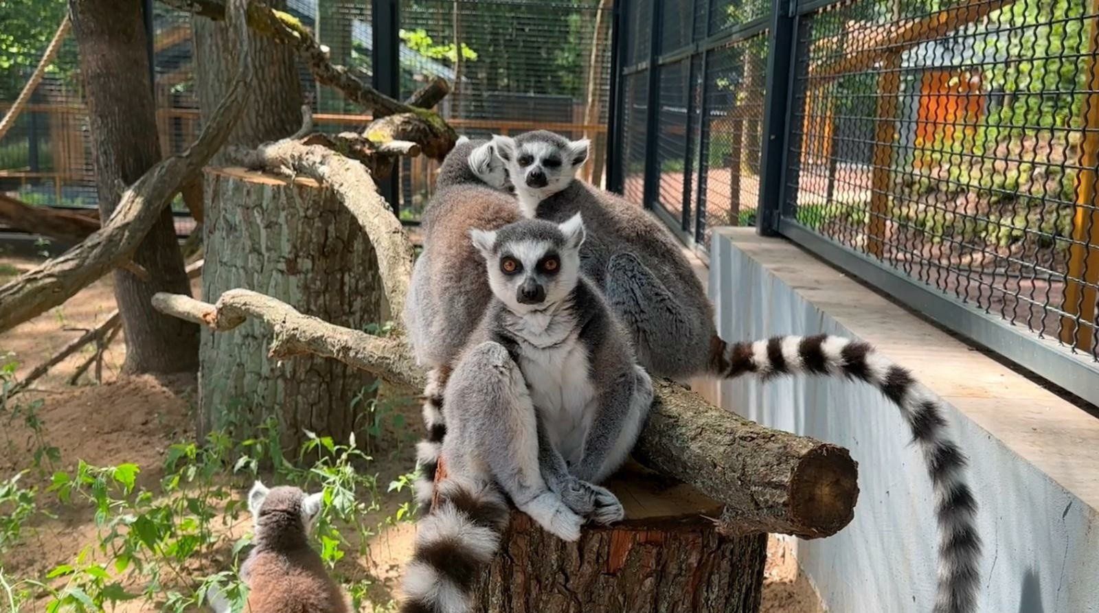 Najciekawsze minizoo i zoo safari w Polsce - gdzie się znajdują? 