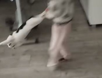 Dziecko kręciło kotem w powietrzu. Proces sądowy rusza niebawem