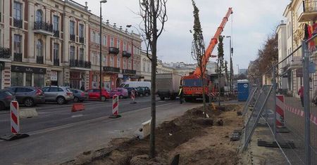 W miejscu parkingu pojawiły się drzewa. Będą tu też rabaty z krzewów ozdobnych