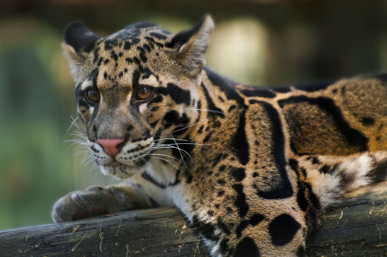 Chińskie zoo milczało po ucieczce 3 lampartów. Jeden z nich nadal jest na wolności