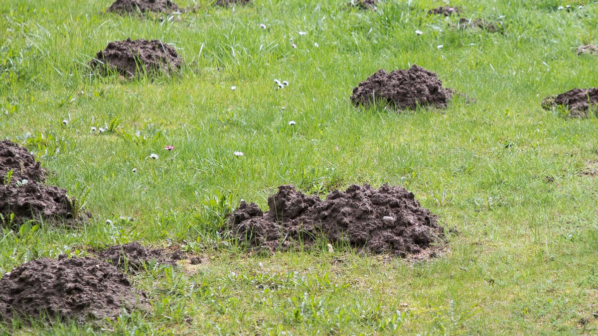 Domowe sposoby na krety są proste