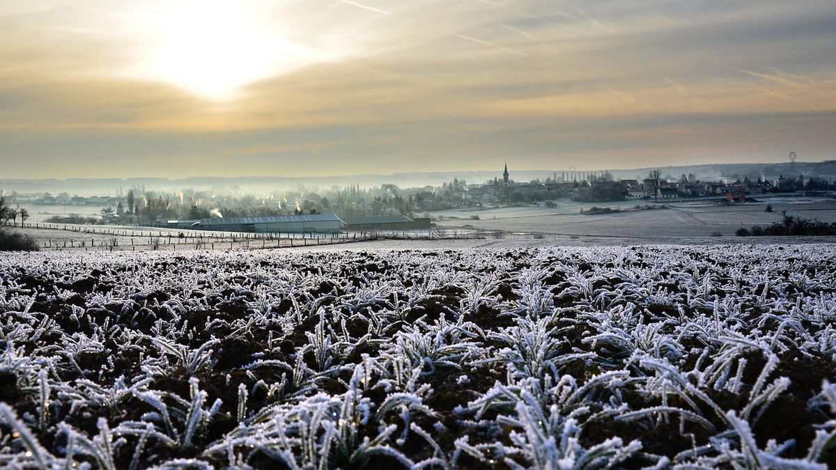 Pojawią się pierwsze przymrozki. Wskazano datę