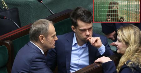 Posłanki kontra wiceminister. Rząd uderzy w hodowców norek. W koalicji zaiskrzy