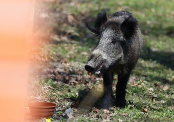 Łódzkie: Martwy dzik z ASF. Minister mówi o możliwym sabotażu