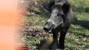 Łódzkie: Martwy dzik z ASF. Minister mówi o możliwym sabotażu