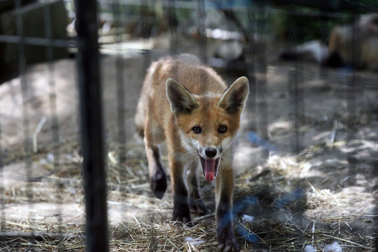 Lubelskie: Z nieba spadną szczepionki. Nie podnoś ich i pilnuj swoich zwierząt