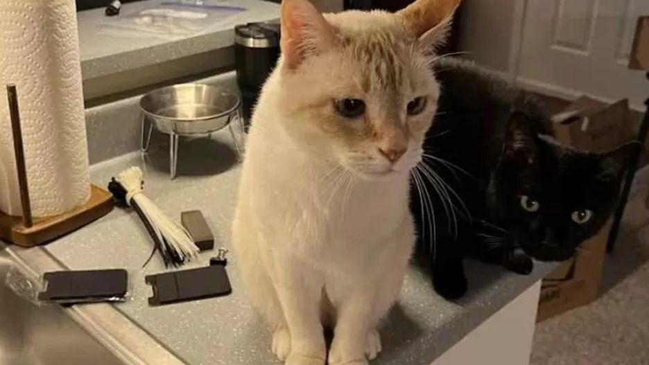 Masz 7 sekund, znajdź 3 kota na zdjęciu