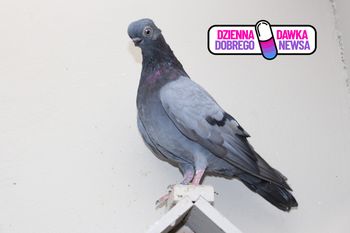 Hodowca z Polski z tytułem Mistrza Europy. Jego gołębie uznano za najpiękniejsze