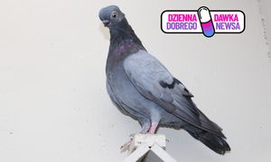 Hodowca z Polski z tytułem Mistrza Europy. Jego gołębie uznano za najpiękniejsze