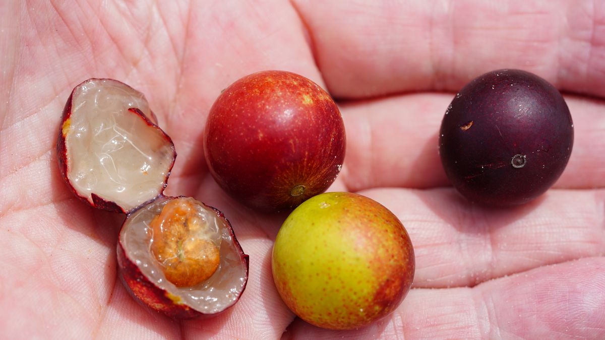 Camu-camu to owoce, które są mało znane w Polsce