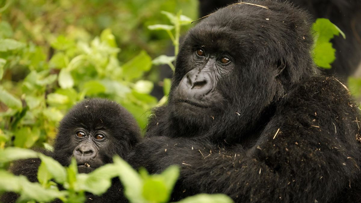 Erez Marom fotografuje goryle na skraju wyginięcia. Jego zdjęcia wyciskają łzy 1