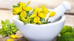 Glistnik jaskółcze ziele - właściwości, zastosowanie, przeciwwskazania i skutki uboczne