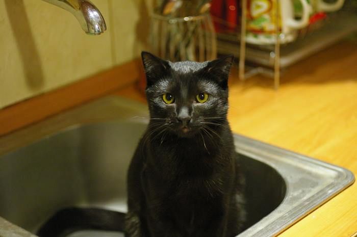 Kilka szybkich ujęć, czyli fotografowanie domowego zwierza smartfonem 6