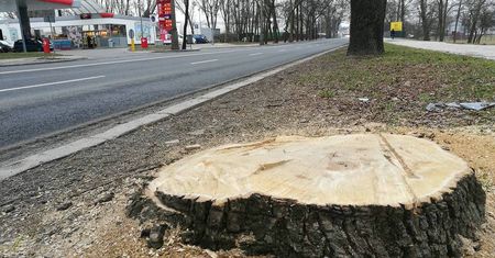 Już niedługo wycinka drzew na nowych zasadach