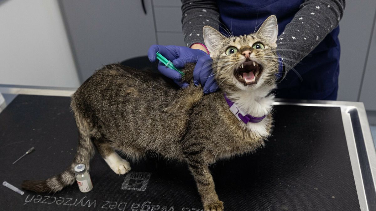 Szczepienia kot�w przeciw w?ciekli?nie
13.01.2022 Katowice Szczepienie kotow przeciwko wsciekliznie  fot. Dawid Chalimoniuk/REPORTER
Dawid Chalimoniuk/REPORTER