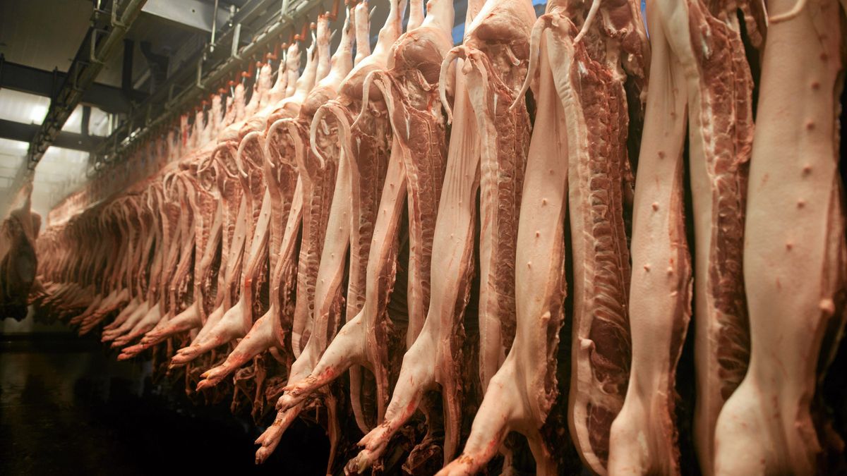 17.12.2010 ,  BEDON  , ROZBIORKA MIESA  WIEPRZOWEGO W ZAKLADZIE UBOJU TRZODY I BYDLA ORAZ ROZBIORU MIESA W ZAKLADZIE  '' ZBYSZKO '' .FOT. MALGORZATA KUJAWKA / Agencja Wyborcza.plFot. Malgorzata Kujawka / Agencja Wyborcza.plZWIERZETA, PRACA, MIESO, WIEPRZOWINA, SWINIA, SWINIE, TRZODA CHLEWNA, UBOJNIA, MASARNIA, ZAKLAD, /FR/