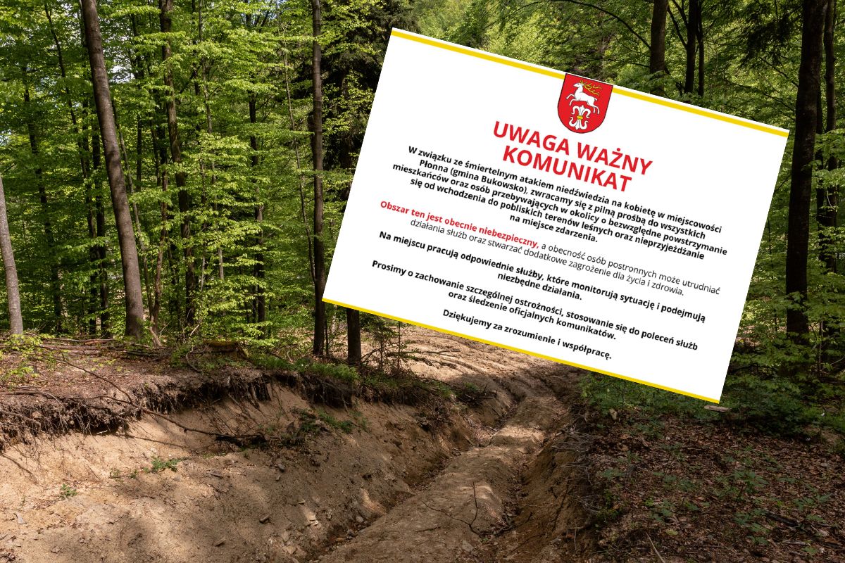 Niedźwiedź zabił 58-latkę. Gmina wydała ważny komunikat