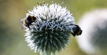 Poznań: Ogród Botaniczny UAM. To kwiatowy raj, który zachwyca barwami