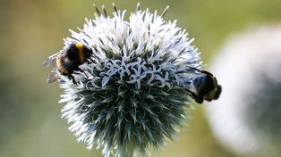 Poznań: Ogród Botaniczny UAM. To kwiatowy raj, który zachwyca barwami