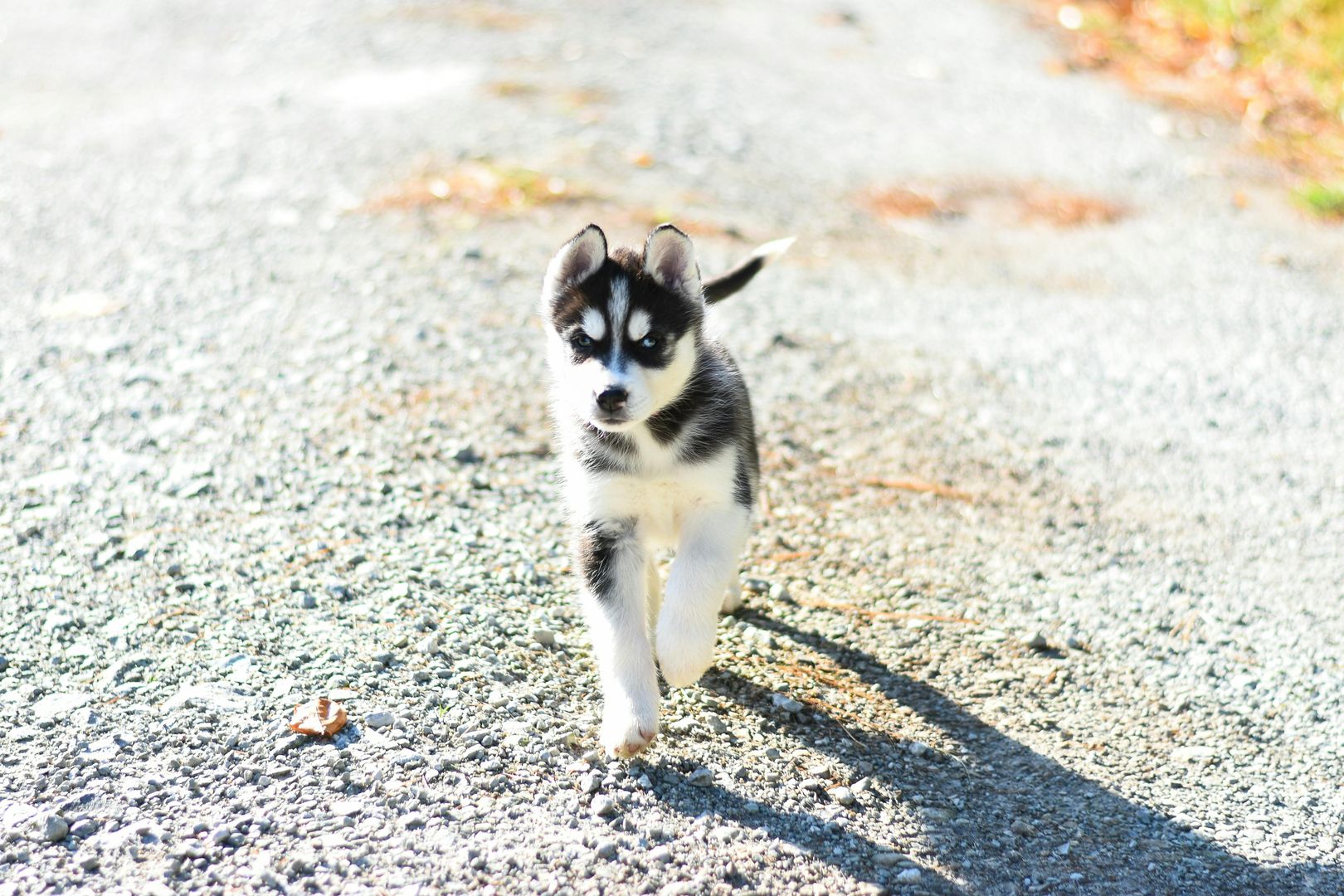 Najpiękniejsze i najdroższe rasy psów. Husky