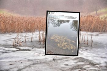 Wstrząsające odkrycie na Śląsku. Martwe karpie wrzucone do stawu