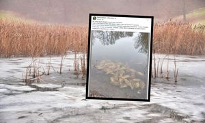 Wstrząsające odkrycie na Śląsku. Martwe karpie wrzucone do stawu