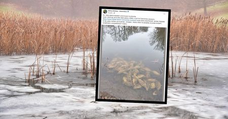 Wstrząsające odkrycie na Śląsku. Martwe karpie wrzucone do stawu