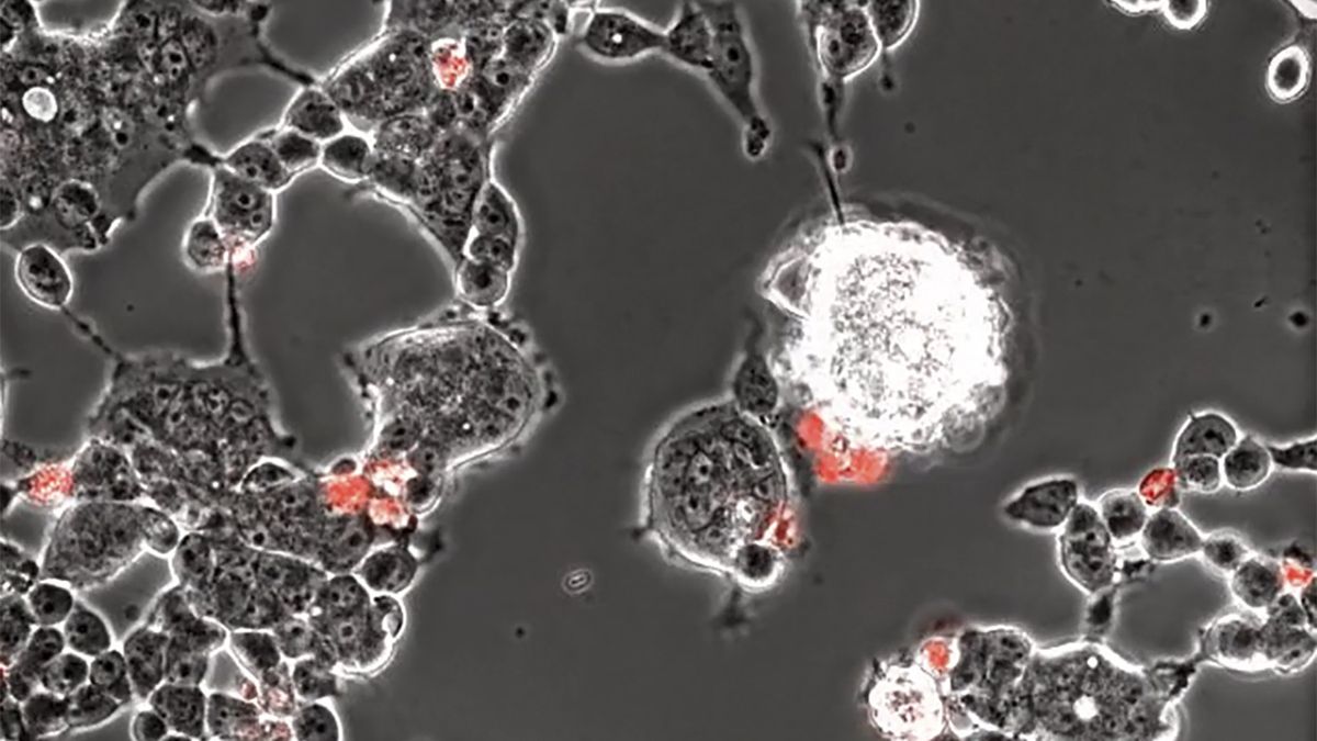 Koronawirus infekuje komórki mózgowe nietoperza