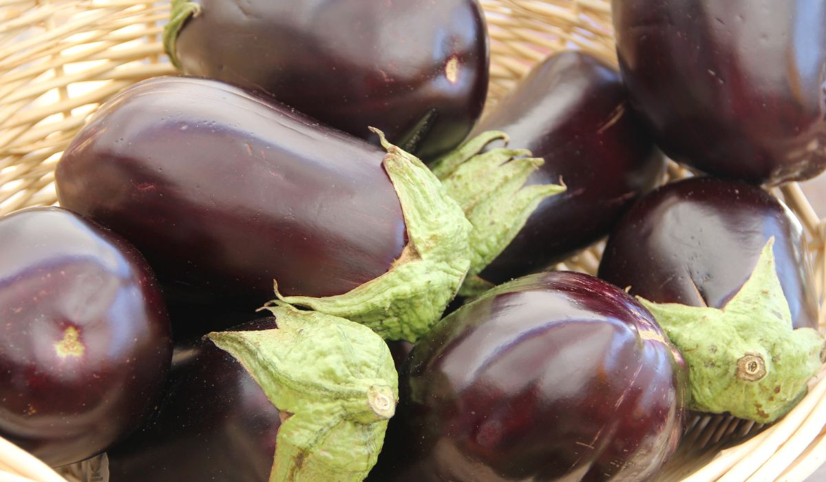 Grilled aubergine will be tasty if you choose a good vegetable.