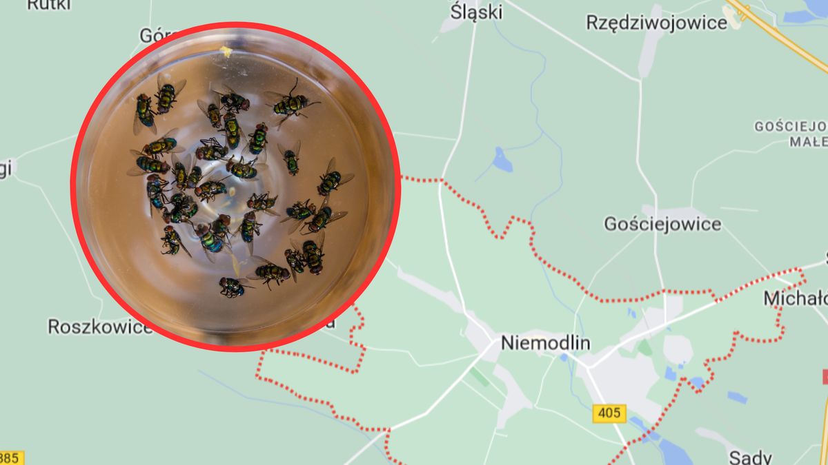 Mieszkańcy Niemodlina dosłownie nie mogą się opędzić od much